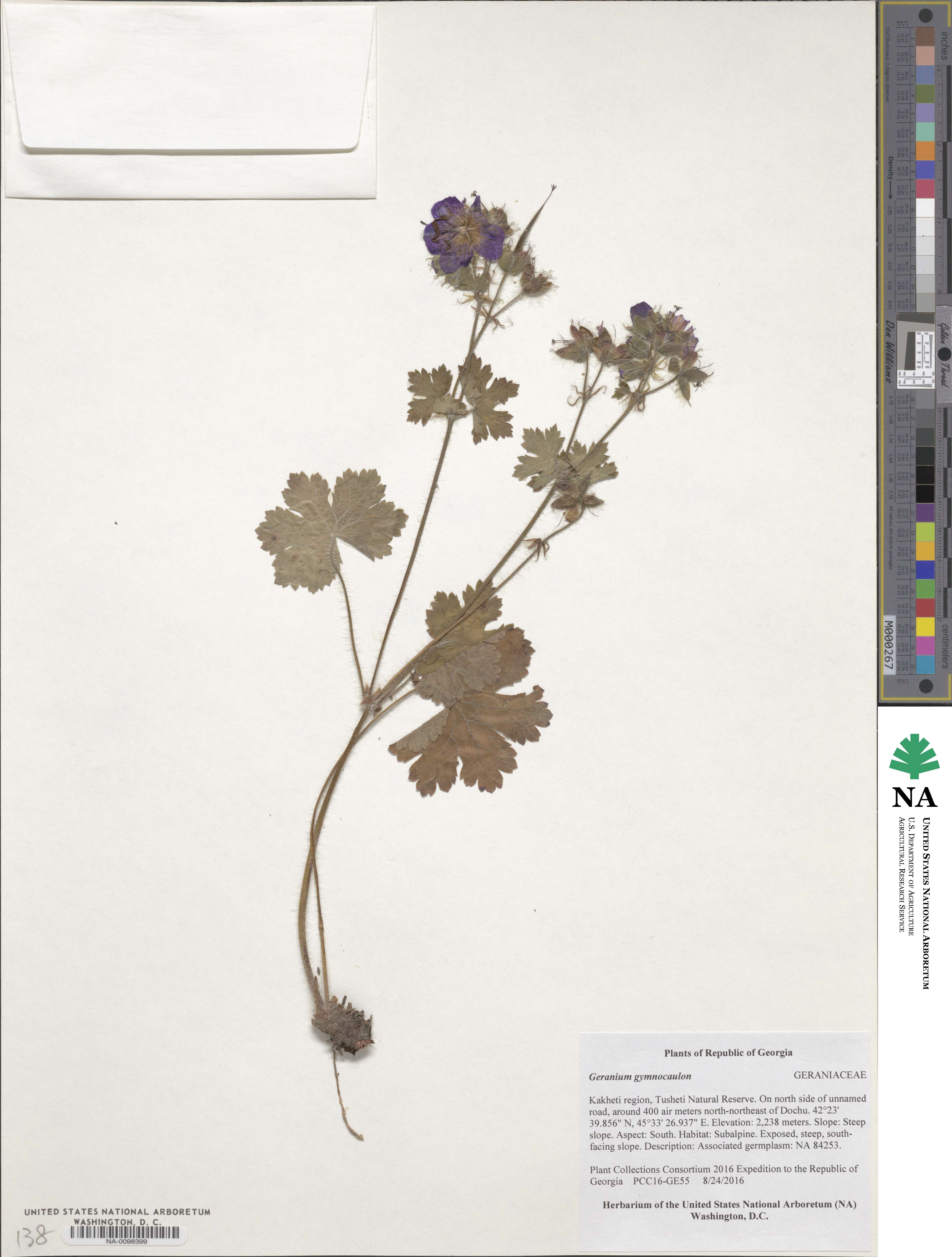 Geranium gymnocaulon image