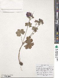 Image of Geranium gymnocaulon