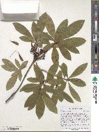 Rhododendron luteum image