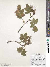 Rosa canina image