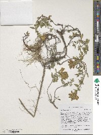 Image of Scutellaria leptostegia