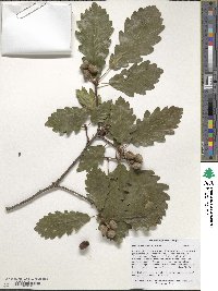 Quercus petraea subsp. polycarpa image