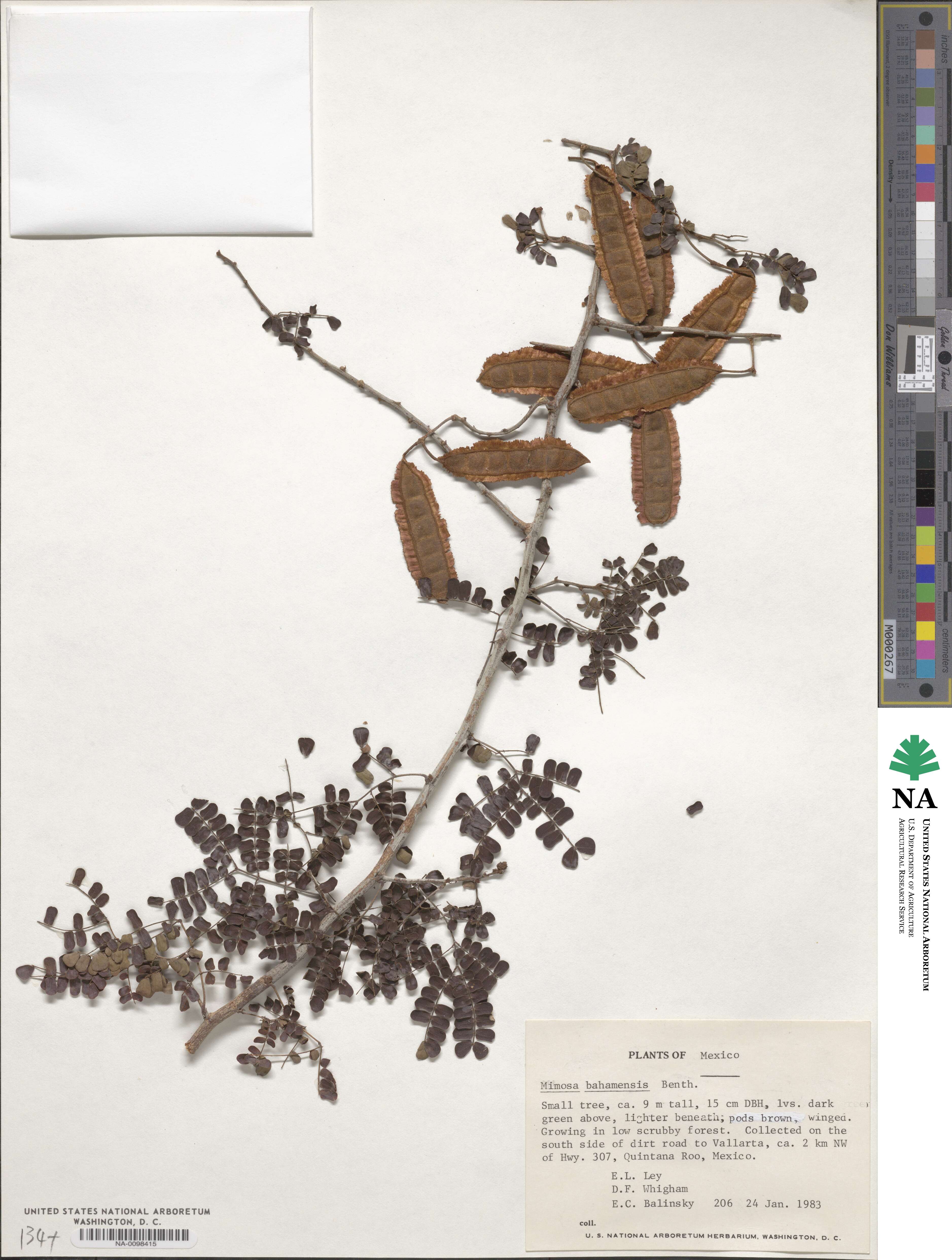 Mimosa bahamensis image