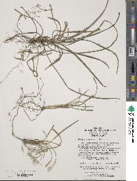 Ophiopogon japonicus image