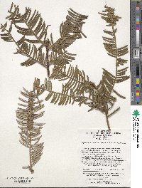 Cephalotaxus sinensis image