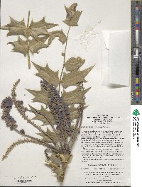 Mahonia bealei image