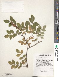 Rosa graciliflora image