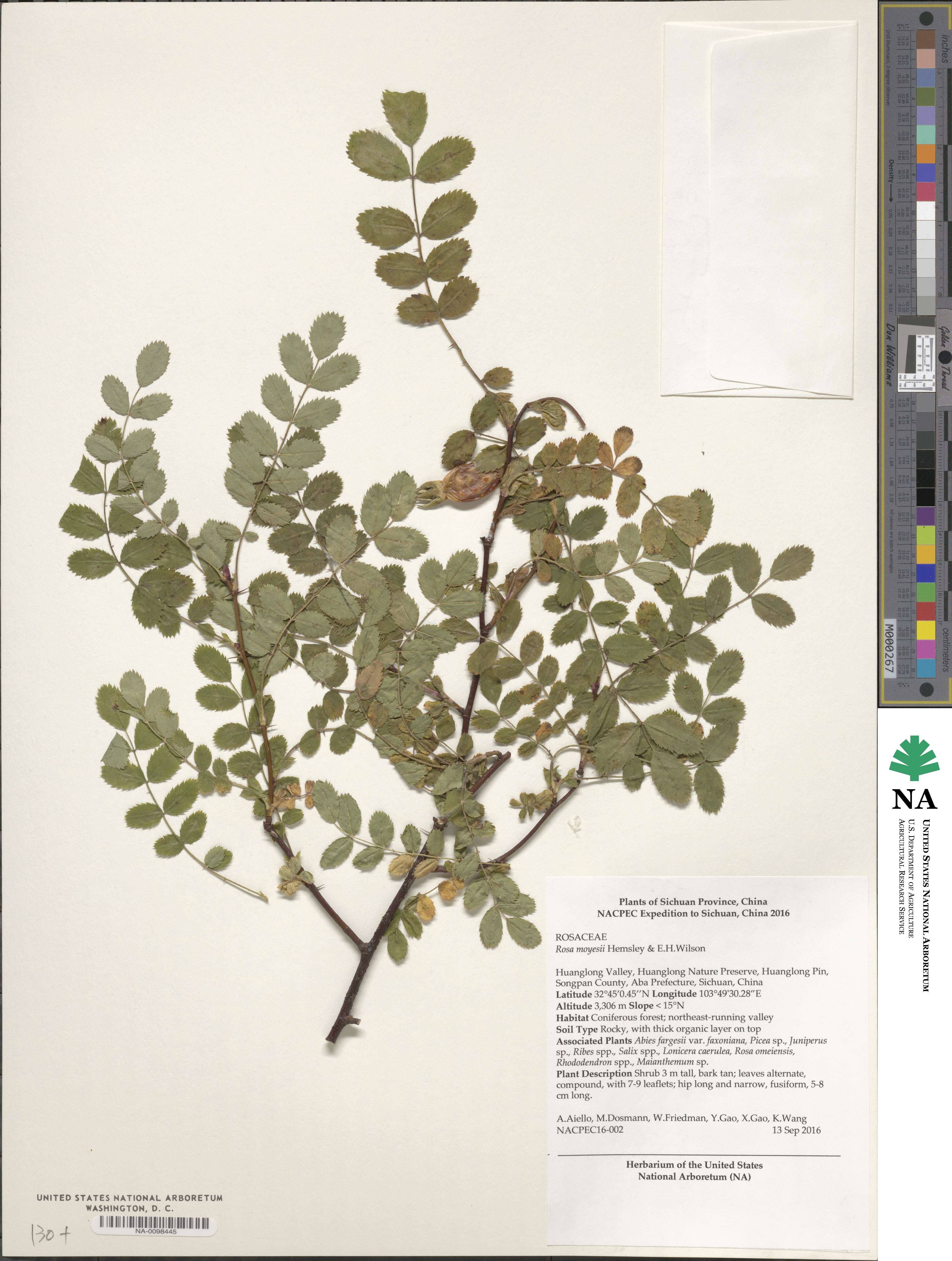 Rosa moyesii image