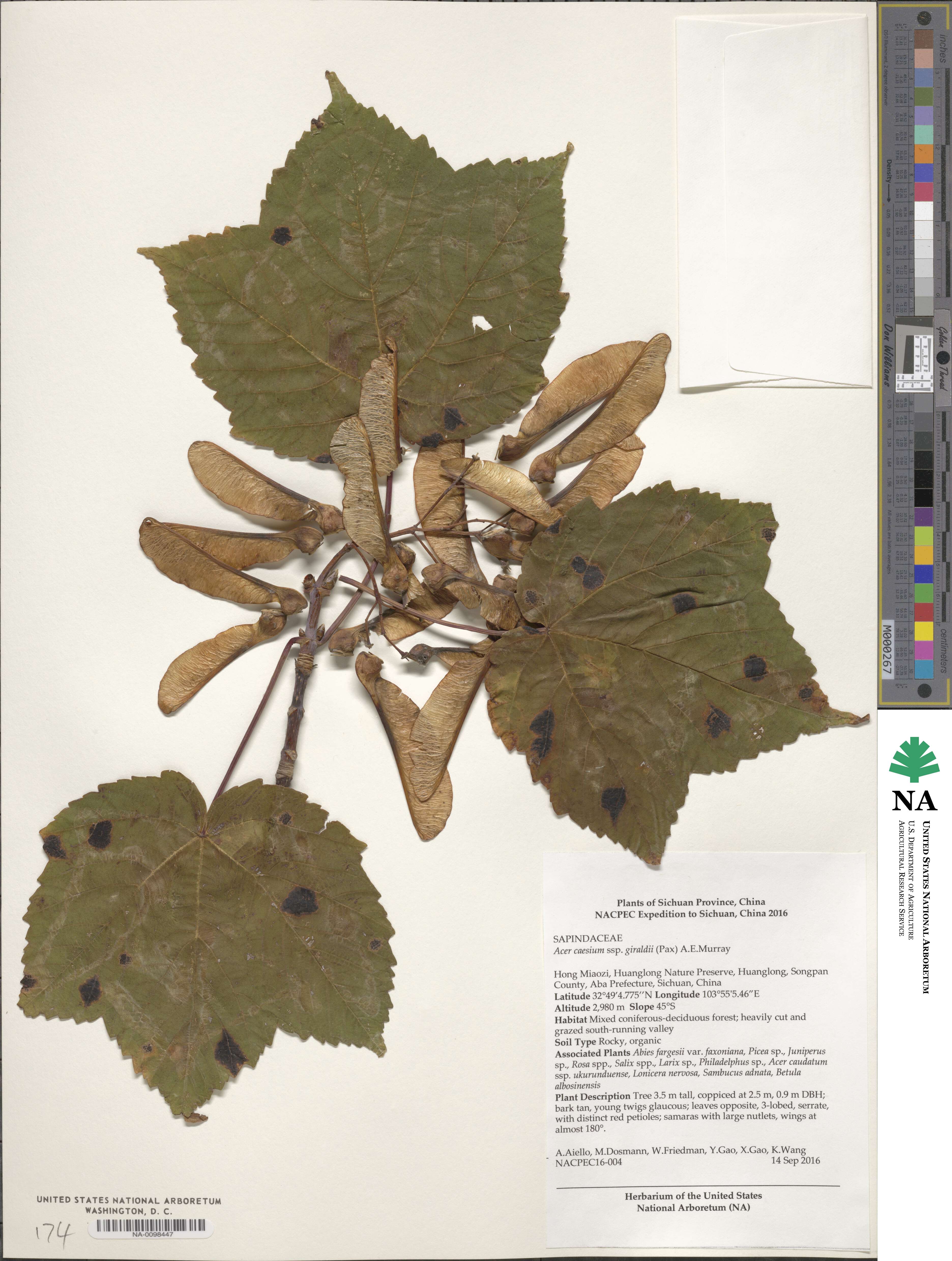 Acer caesium image