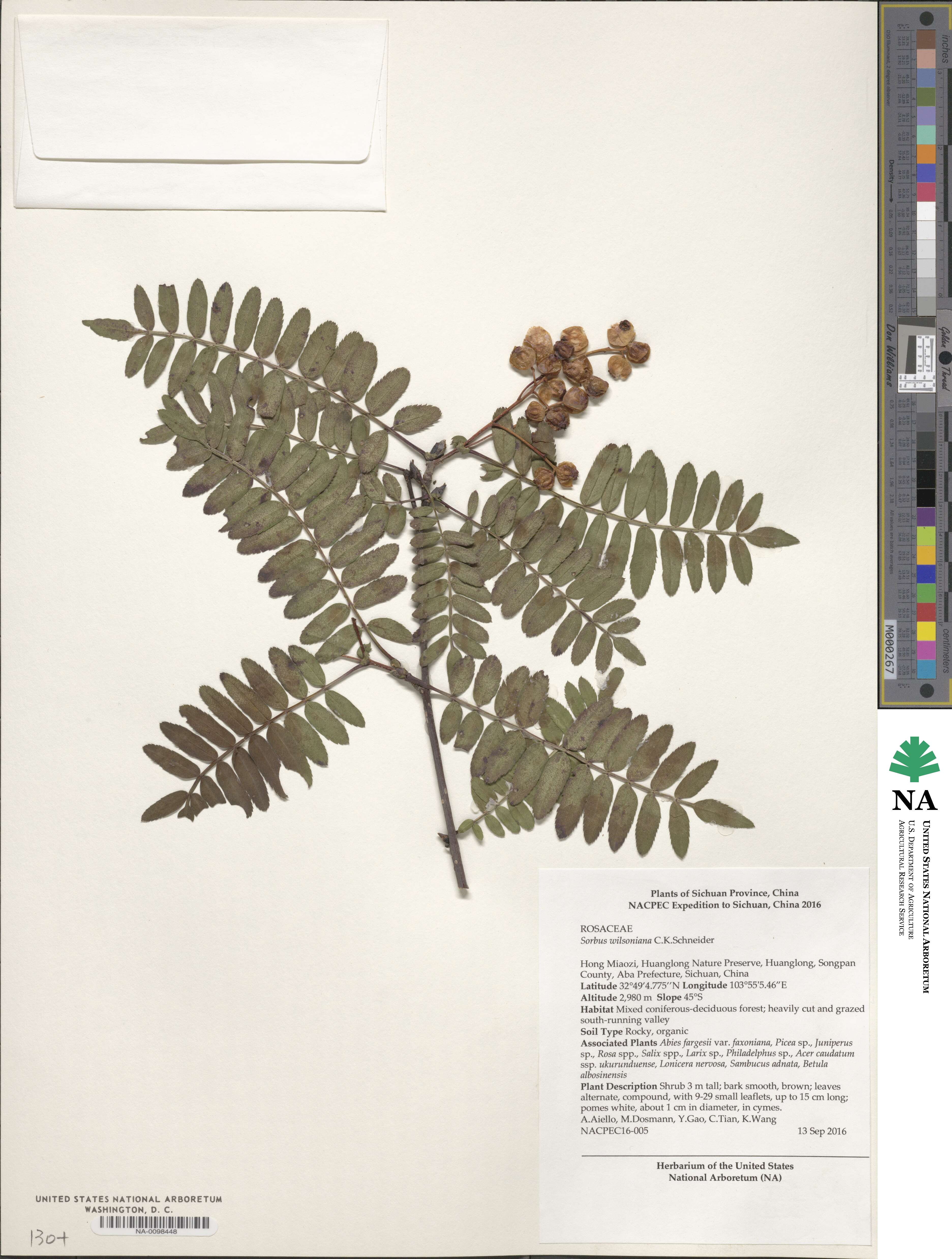 Sorbus wilsoniana image