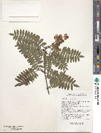 Sorbus wilsoniana image