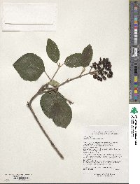 Viburnum schensianum image