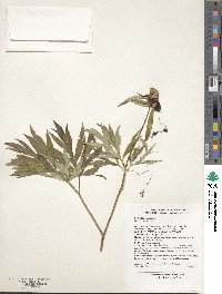 Paeonia anomala image