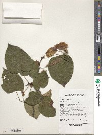 Tilia chinensis image