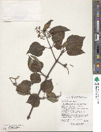 Viburnum betulifolium image