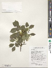 Viburnum erubescens image