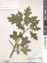 Quercus texana image