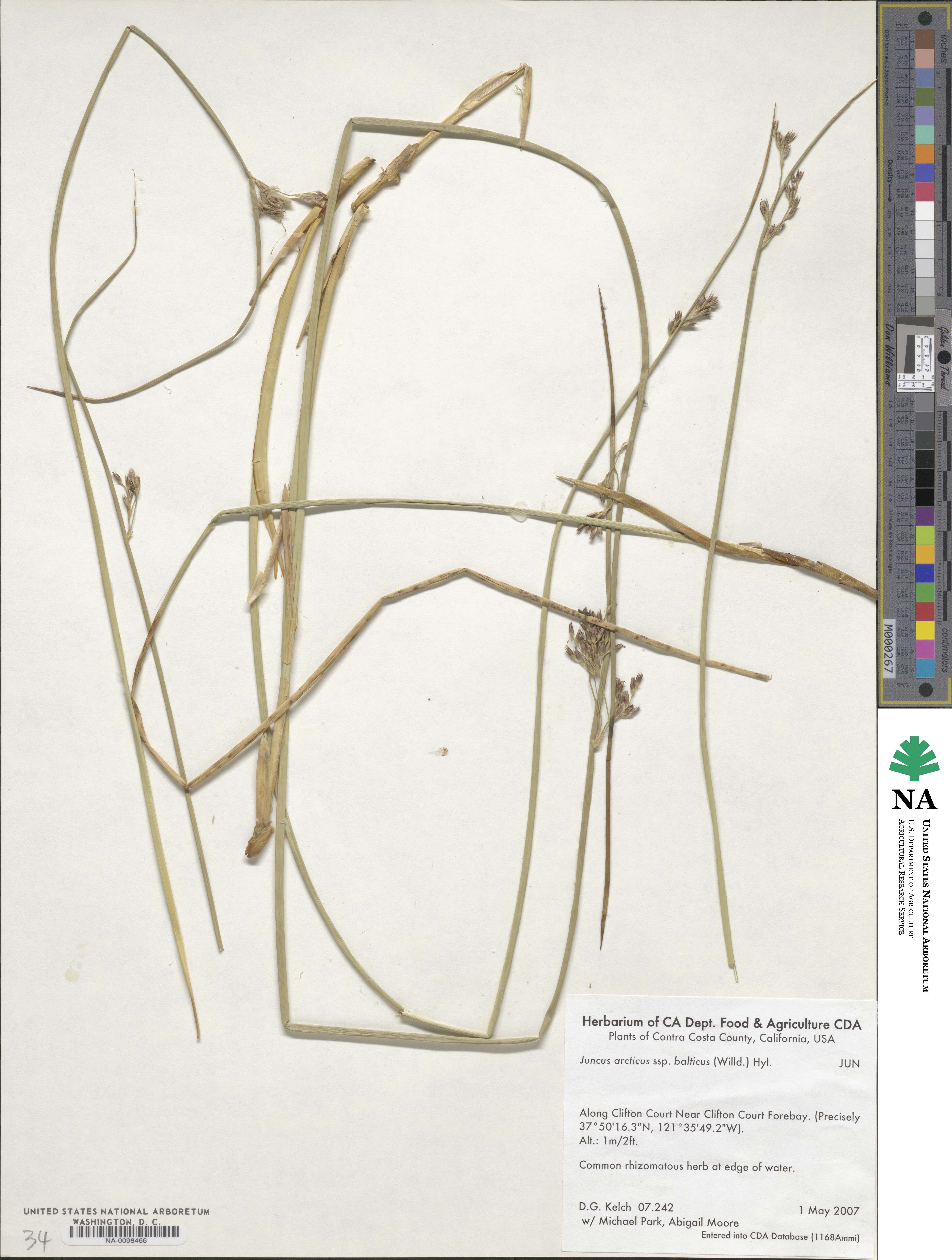 Juncus balticus subsp. balticus image