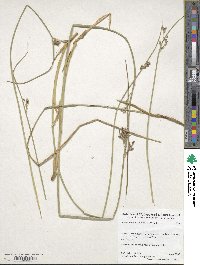 Juncus balticus image