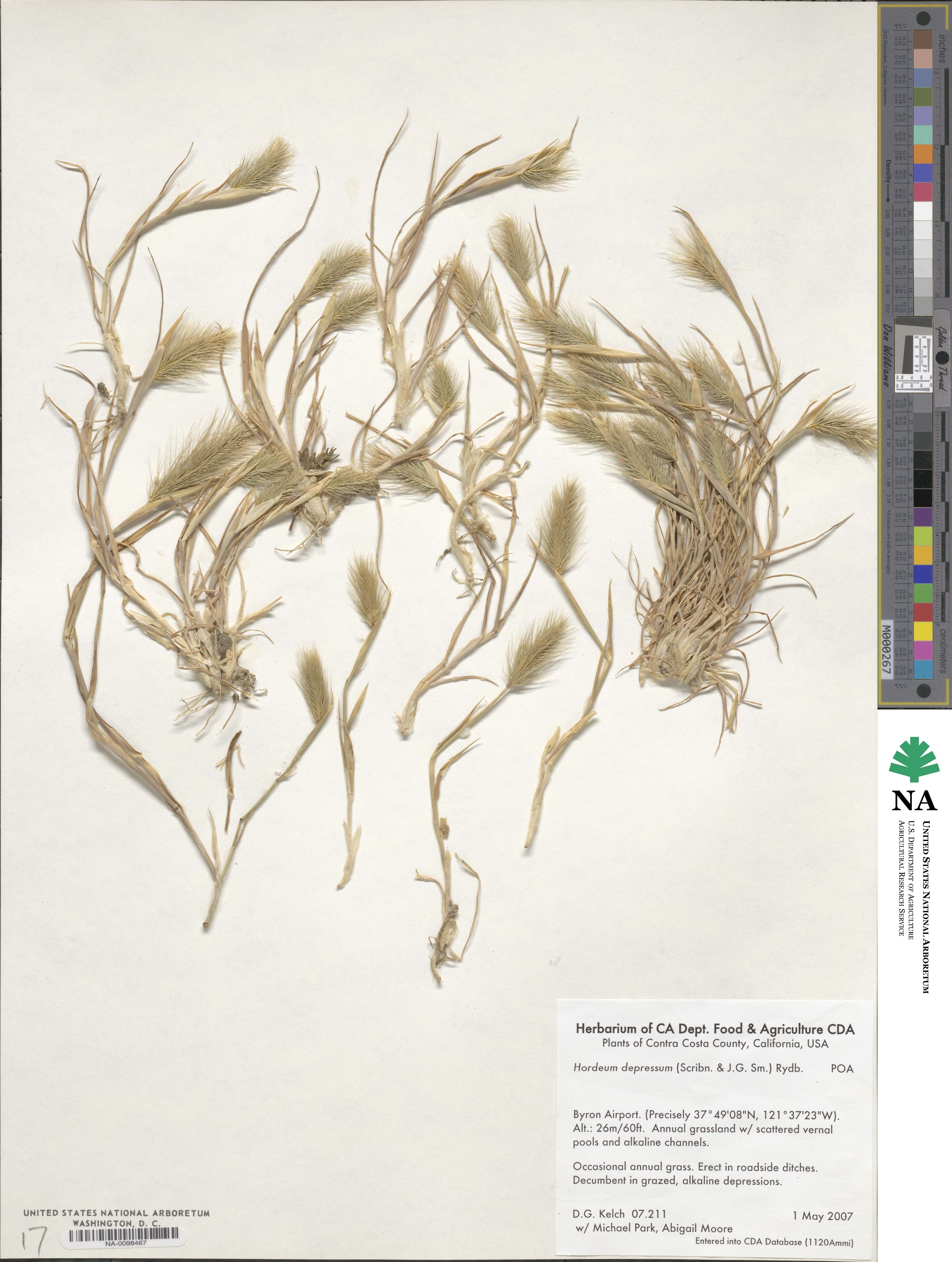 Hordeum depressum image