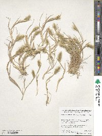 Hordeum depressum image