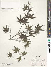 Acer palmatum image