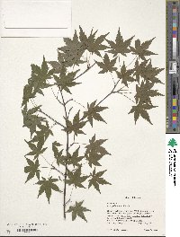 Acer palmatum image