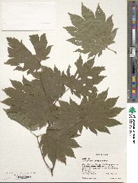 Acer japonicum image