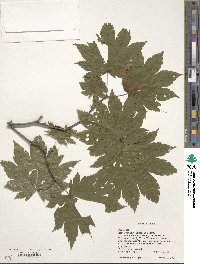 Acer japonicum image