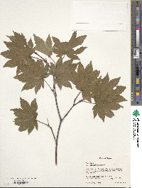 Acer sieboldianum image