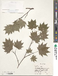 Acer sieboldianum image