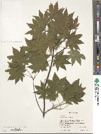 Acer sieboldianum image