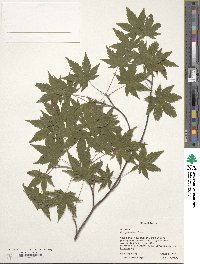 Acer palmatum image