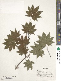 Acer sieboldianum image