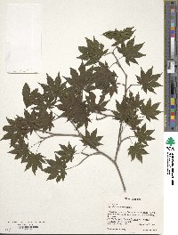 Acer sieboldianum image