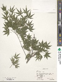 Acer palmatum image