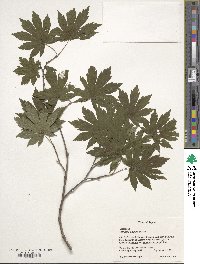 Acer sieboldianum image