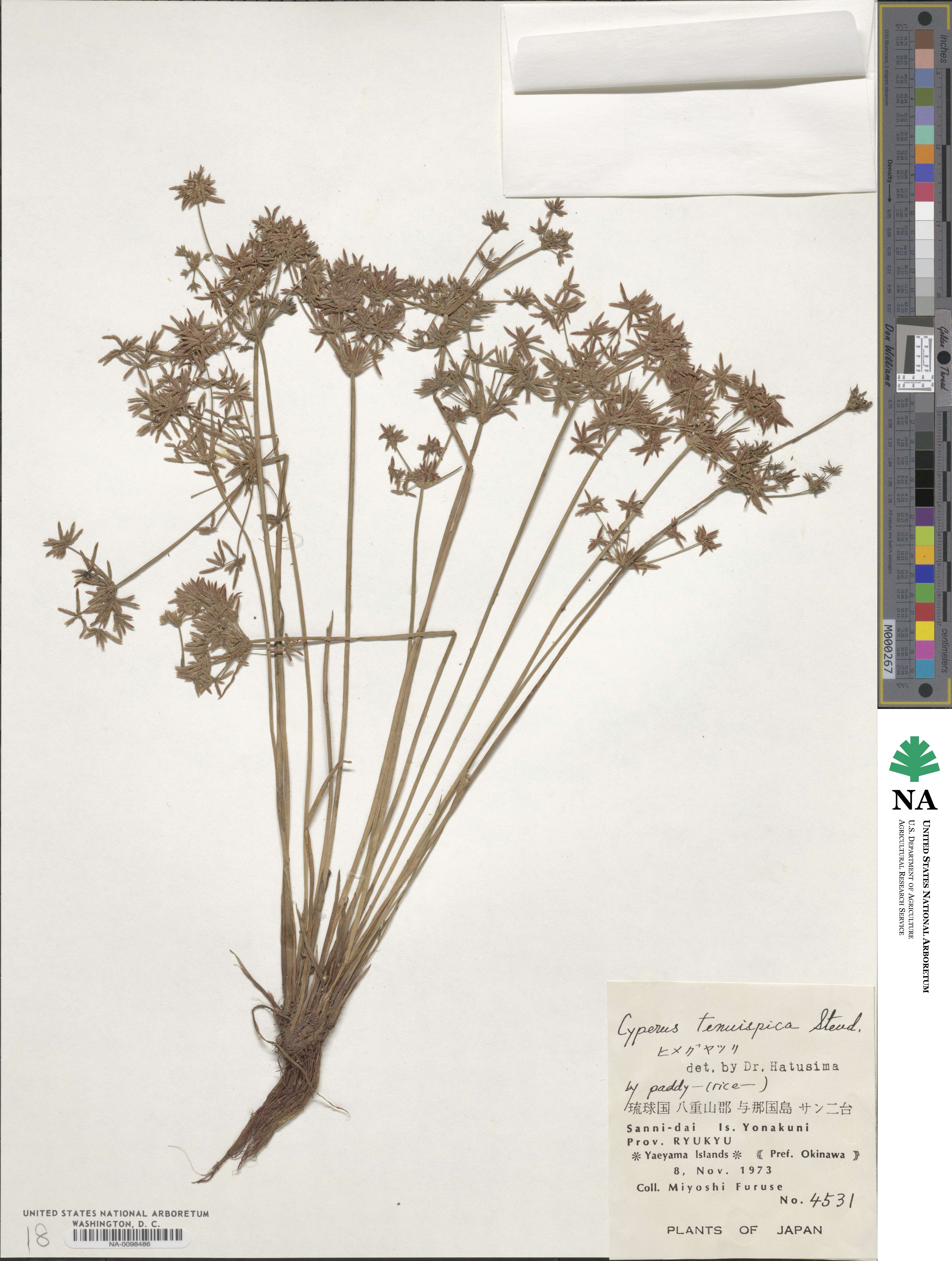 Cyperus tenuispica image