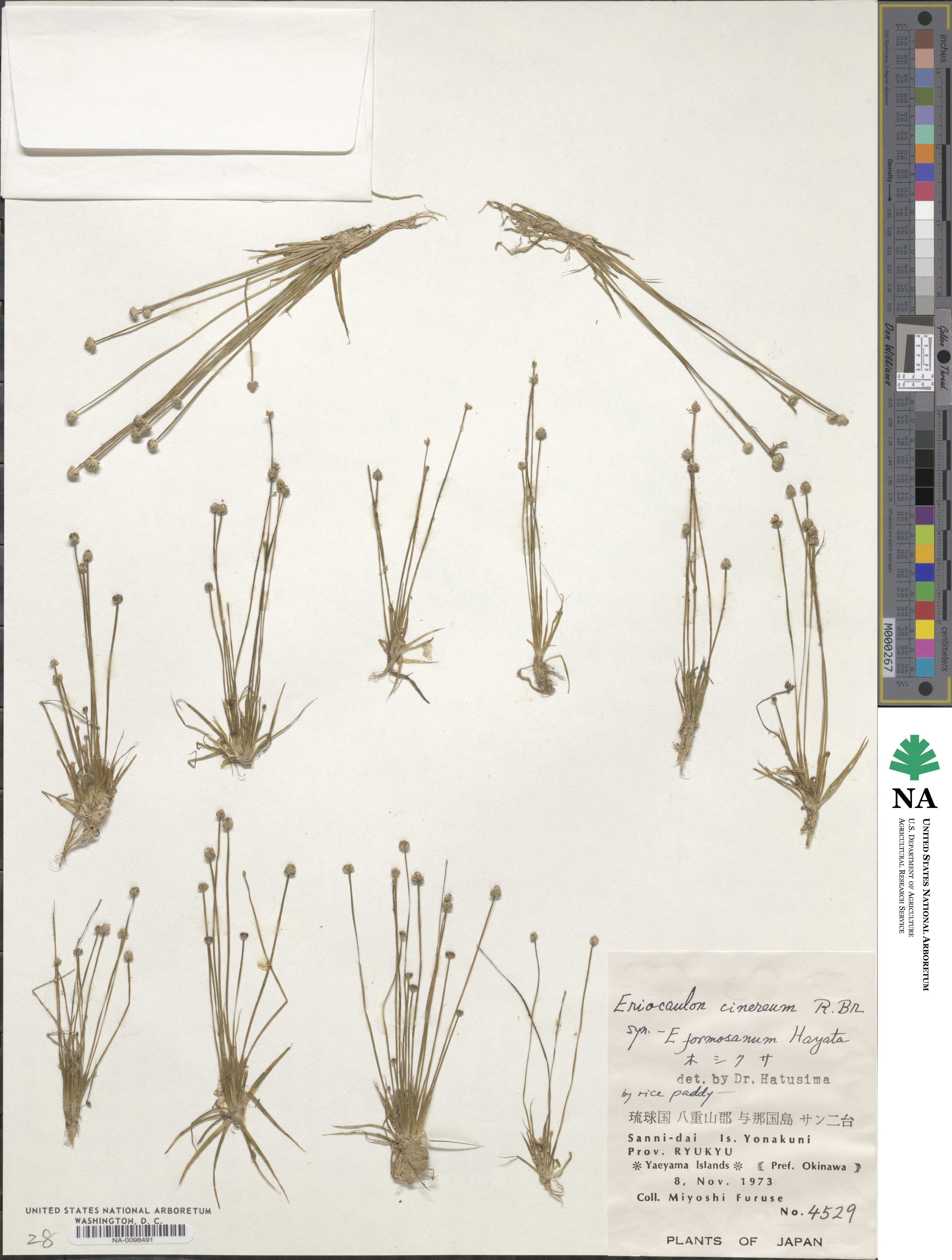 Eriocaulon cinereum image