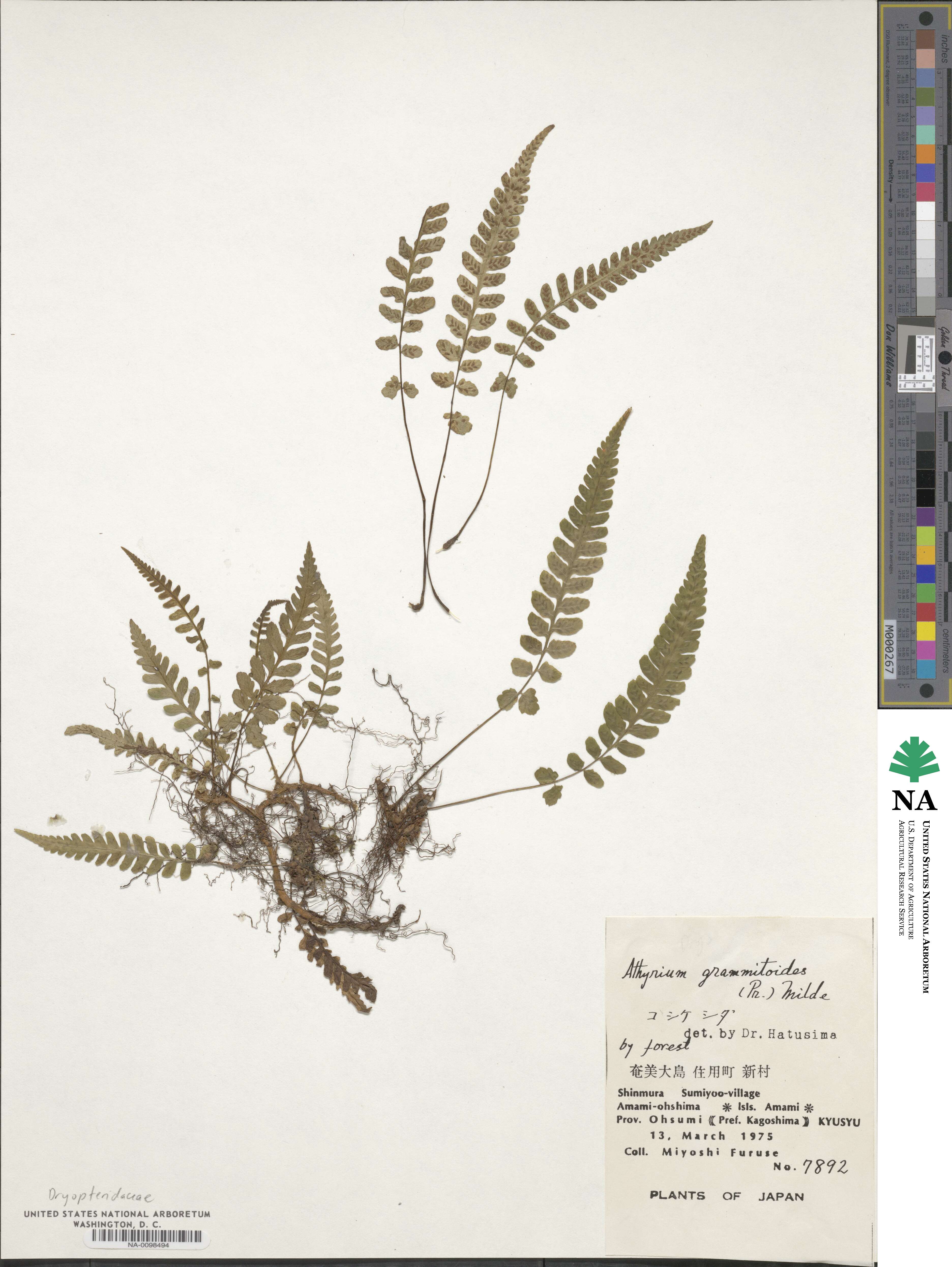 Athyrium image