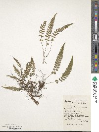 Athyrium grammitoides image