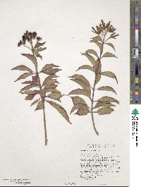 Hamelia rostrata image