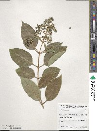 Ligustrum lucidum image