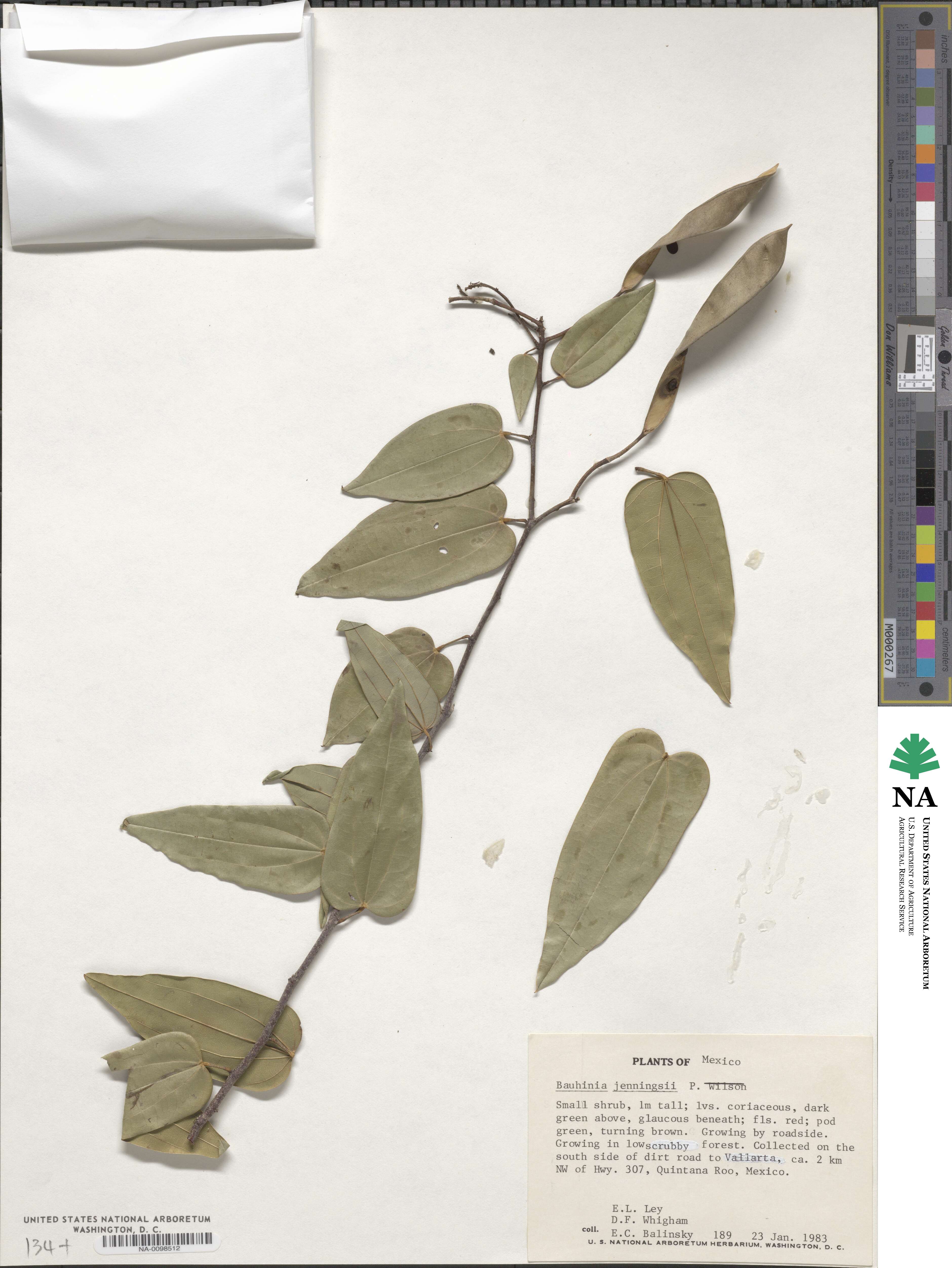 Bauhinia jenningsii image