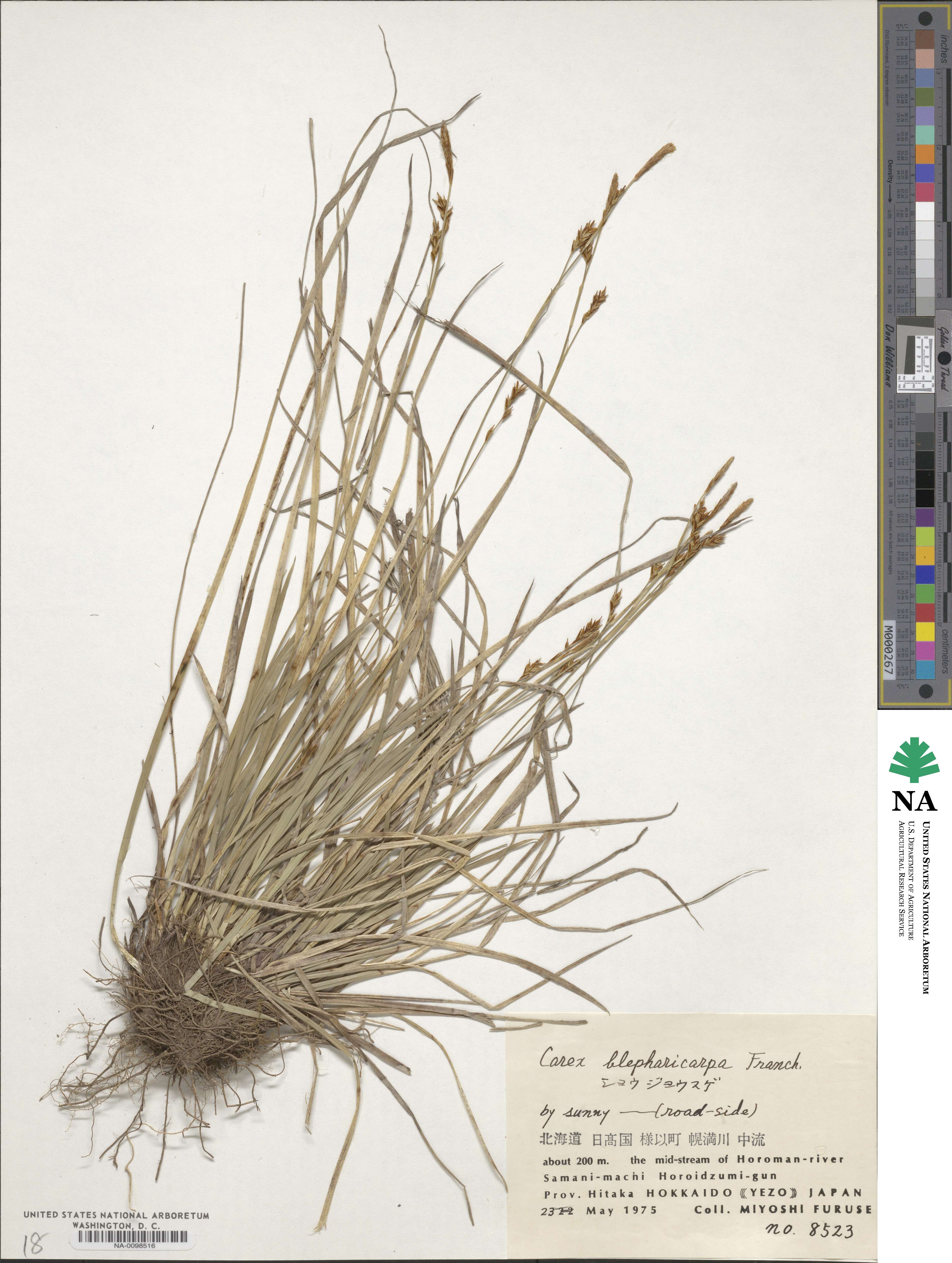 Carex blepharicarpa image