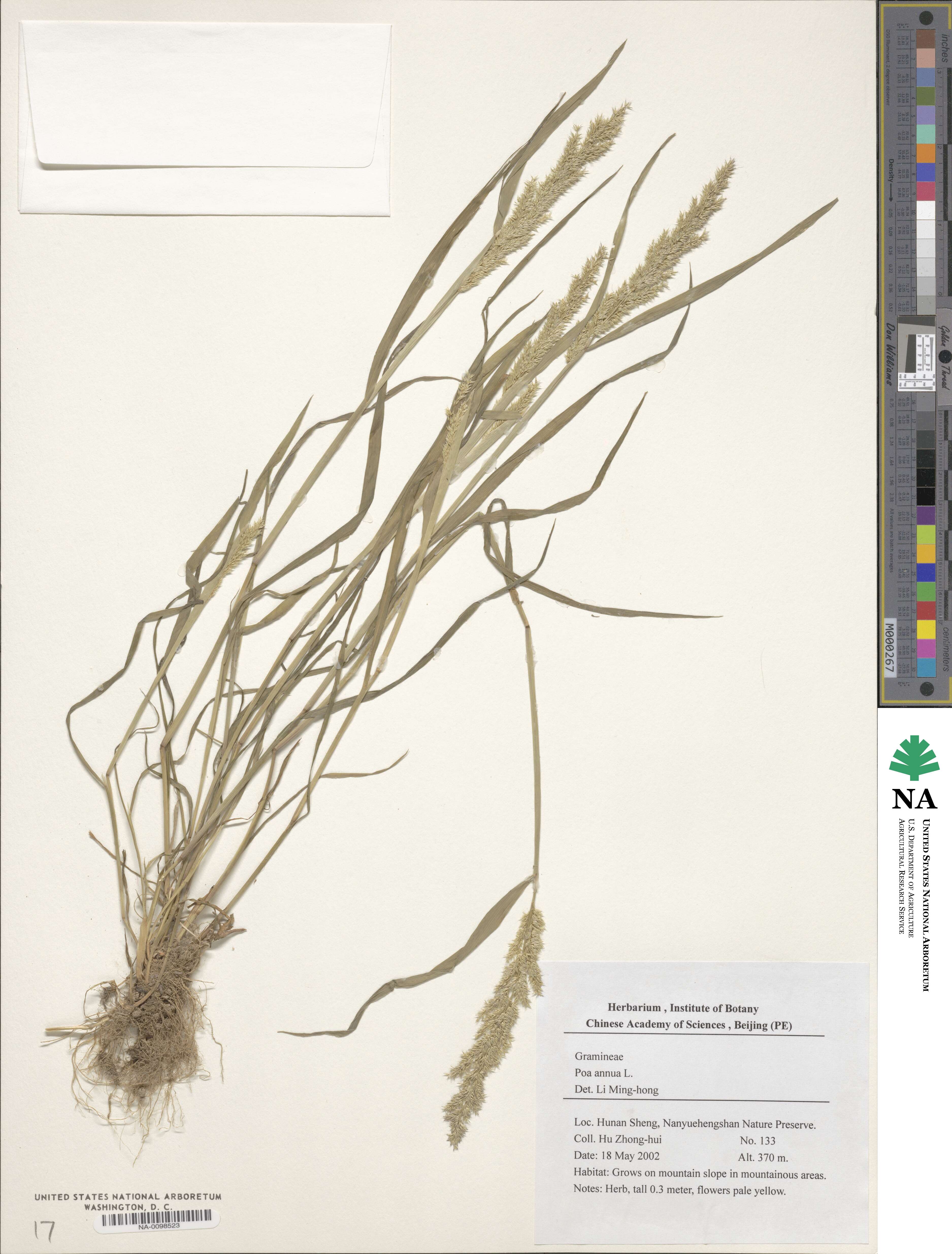 Poa annua image