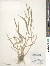 Bromus japonicus image