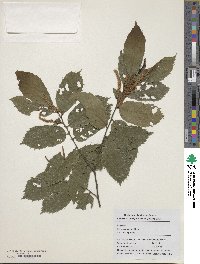 Castanea seguinii image