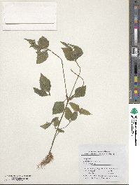 Galinsoga parviflora image