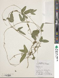 Glycine max subsp. soja image